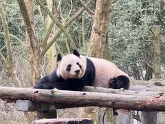 -都江堰中华大熊猫苑
