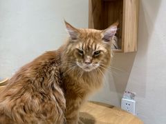 -藏猫猫咖啡主题馆(中央大道店)