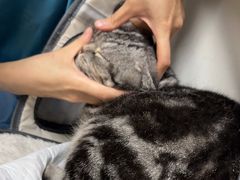 -创凡宠物医院·骨专科  猫科中心(西乡分院)