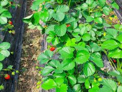 -尚田草莓姑娘白草莓采摘基地