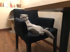 -猫友咖啡店(玉林西路店)