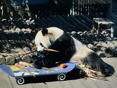 -大连森林动物园