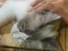 -李小姐の猫咖啡馆(五角场店)
