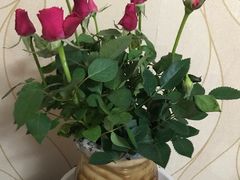 -龙大花卉苗木市场