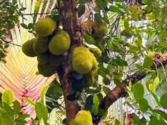 -中国科学院西双版纳热带植物园