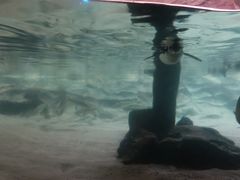 -悉尼海洋生物水族馆