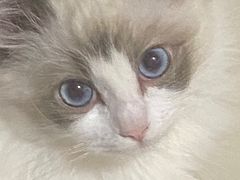 -猫十亿·布偶金渐层·曼基康矮脚猫舍(青年路店)