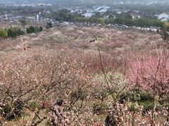 -香雪海