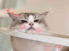 -猫域·湾主题猫咖·宠物吧(南坪城市广场店)