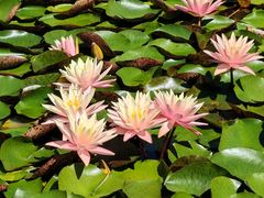 -国家植物园南园