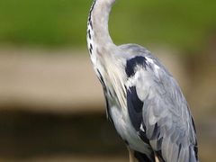 -三忘湖 SWANSEEN(柳荫公园店)