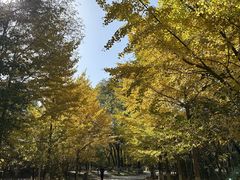 -长白岛森林公园