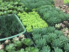 -三圣花乡旅游区