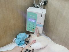 -北京观赏动物医院·24小时大型综合·猫专科·异宠专科