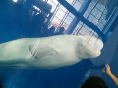android_upload_pic-泉城欧乐堡海洋极地世界