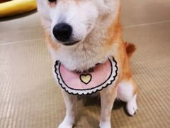 -逗柴咖啡屋·狗咖猫咖宠物桌游
