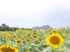 -光明小镇欢乐田园