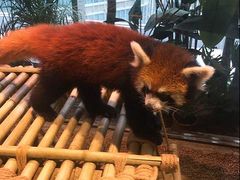 -黄桷坪涂鸦艺术街