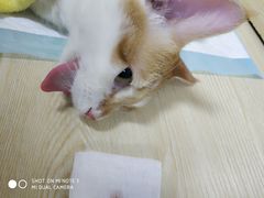 -乐派堂宠物医院·猫友好· 心脏科(东街店)