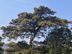 -香山公园