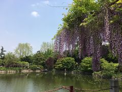 -嘉定紫藤园
