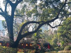 -九龙公园