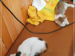 -肇兴特色牛肉粉