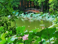 -东湖落雁景区
