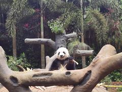 -海南热带野生动植物园