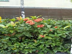 -小科自助海鲜烧肉(高区店)