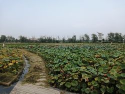-水八仙生态园
