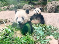 -都江堰中华大熊猫苑