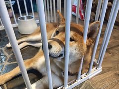 -酷以爬仙阁实体爬宠店·守宫·蜥蜴·专业繁育