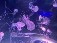 -上海海昌海洋公园