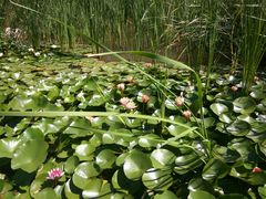 -武清南湖绿博园