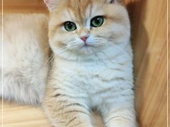 -猫十亿·布偶金渐层·曼基康矮脚猫舍(青年路店)