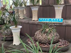 -汉拿树木园