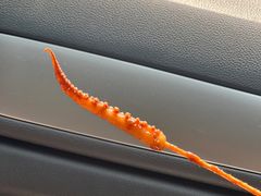 -十里铺铁板鱿鱼