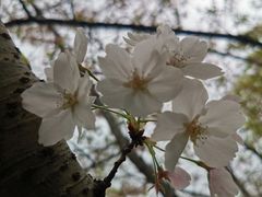 -高东镇樱花园