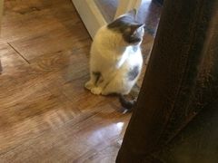 猫色咖啡-猫色咖啡·猫咖