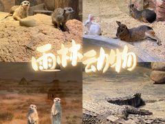 -正佳雨林生态植物园