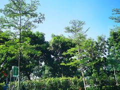 -深圳湾公园-停车场