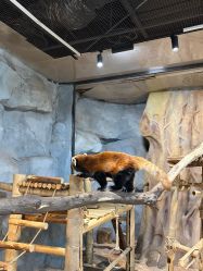 -Zoolung Zoolung动物主题公园(海信广场店)