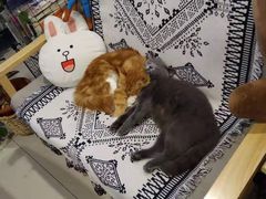 -平行世界·猫咖(首经贸店)