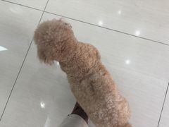 -全心全意连锁动物医院·微创中心·内科急重症·心脏专科(丰管路店)