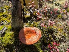 -莫尔道嘎国家森林公园