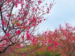 -海珠湖公园