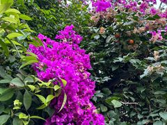 -呀路古热带植物园