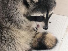 -浣熊柯尔鸭土拨鼠·电玩咖