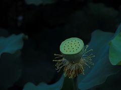 -莫催咖啡